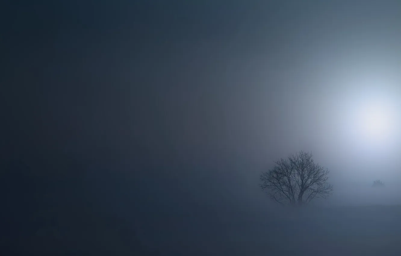 Photo wallpaper field, trees, night, fog