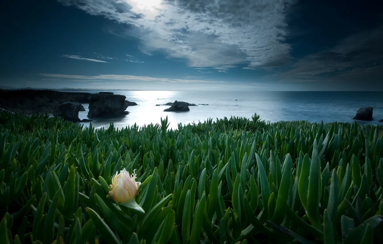 Photo wallpaper sea, the sky, grass, clouds, flowers, stones, coast, petals