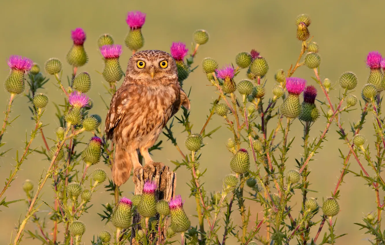 Photo wallpaper owl, The little owl, bird. Thistle