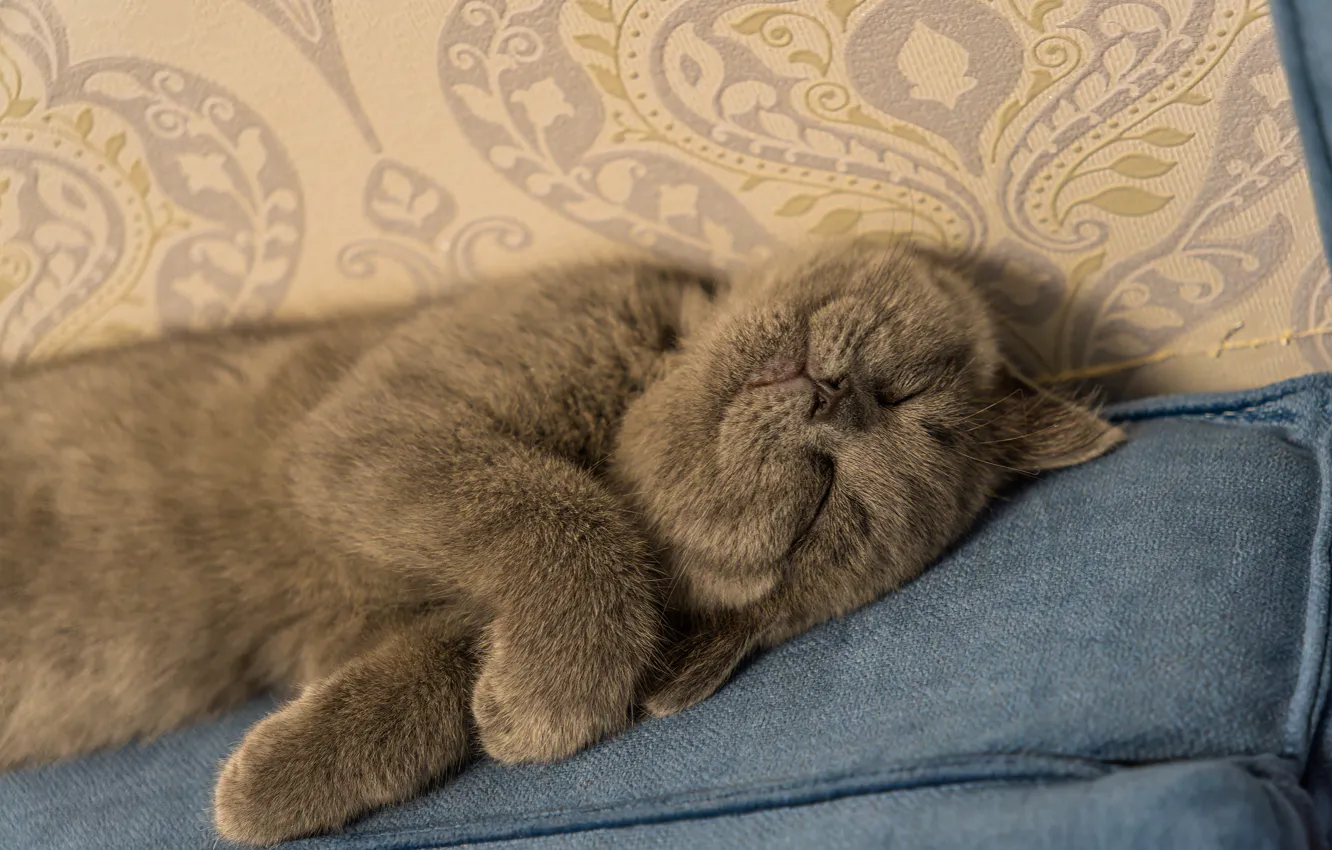 Photo wallpaper cat, cat, pose, face