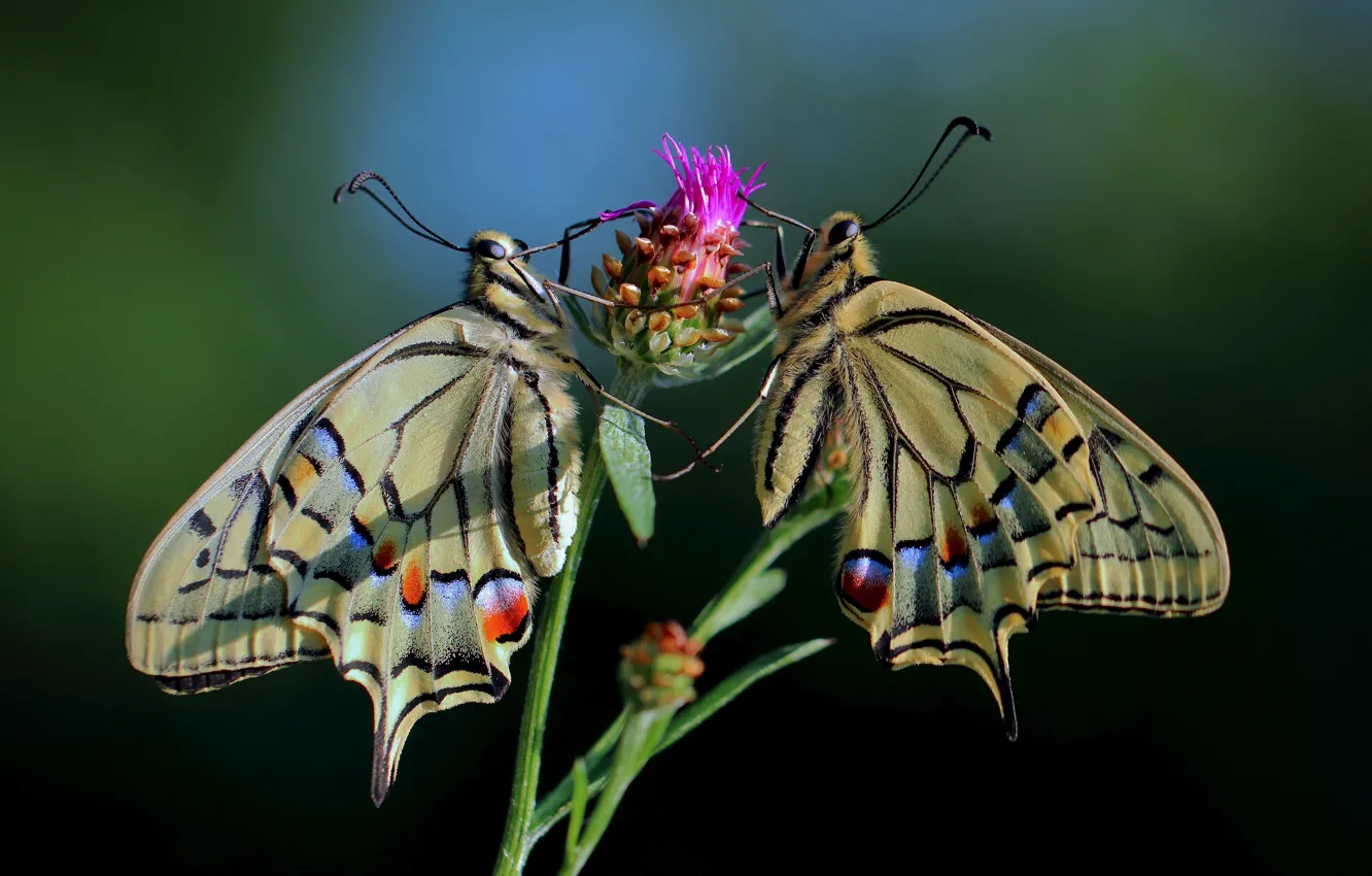 Photo wallpaper flower, butterfly, a couple, swallowtail