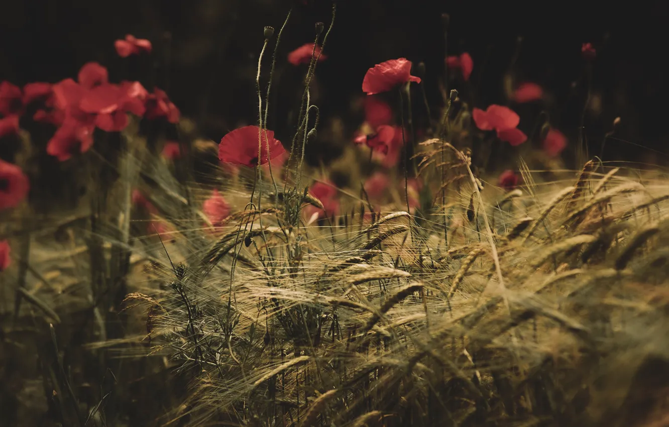 Photo wallpaper field, summer, flowers, red, the dark background, rye, Maki, ears