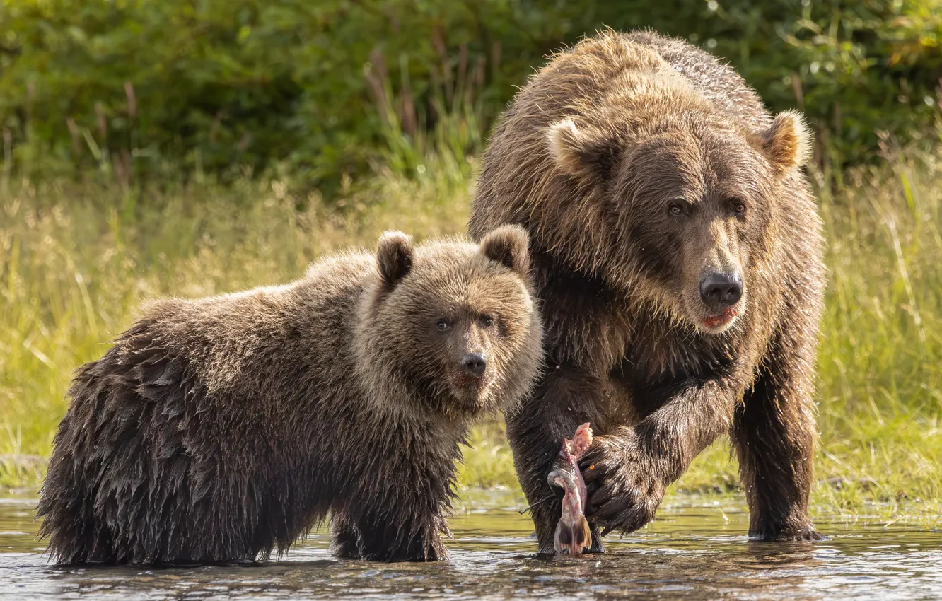 Photo wallpaper fishing, fish, bear, mining, bear