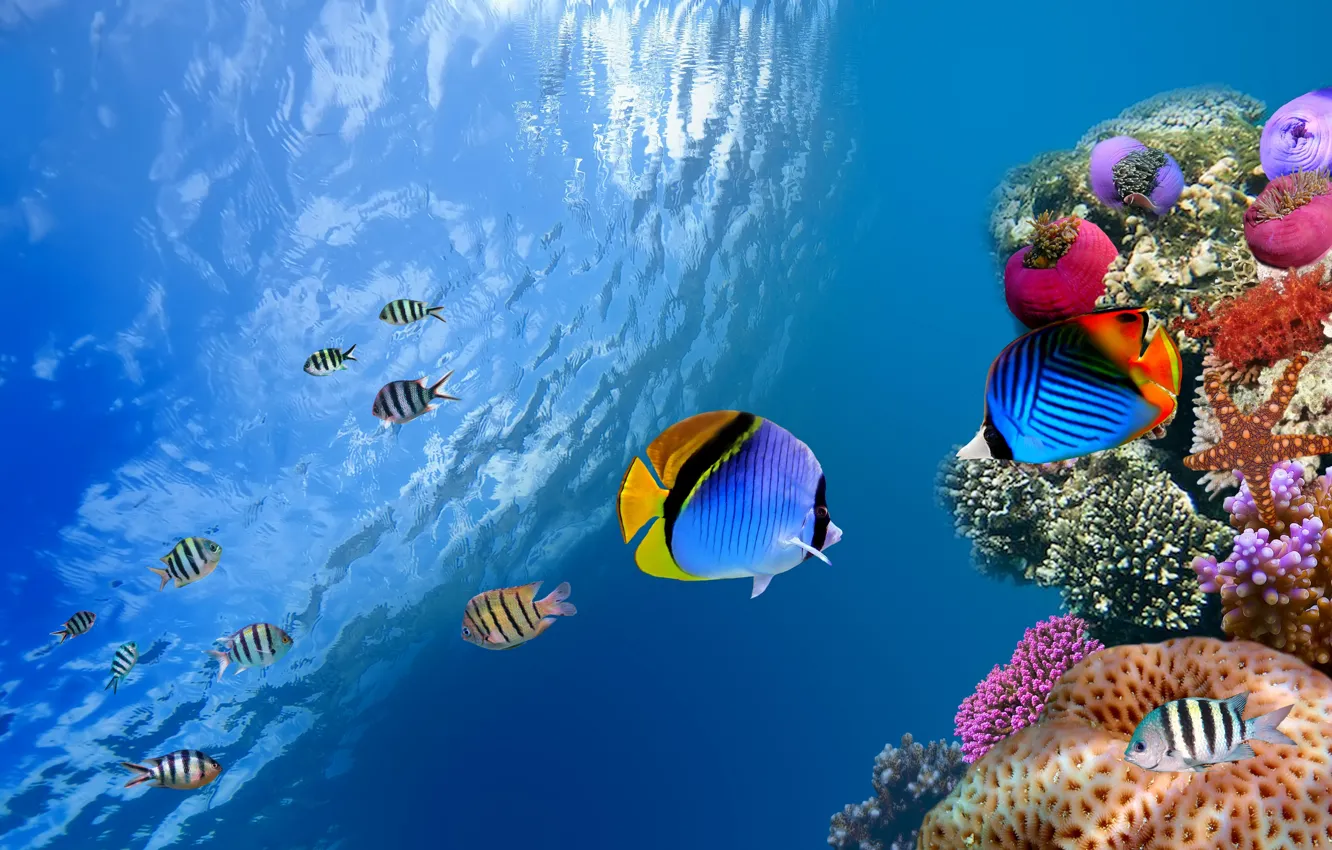 Photo wallpaper fish, the ocean, underwater world, corals