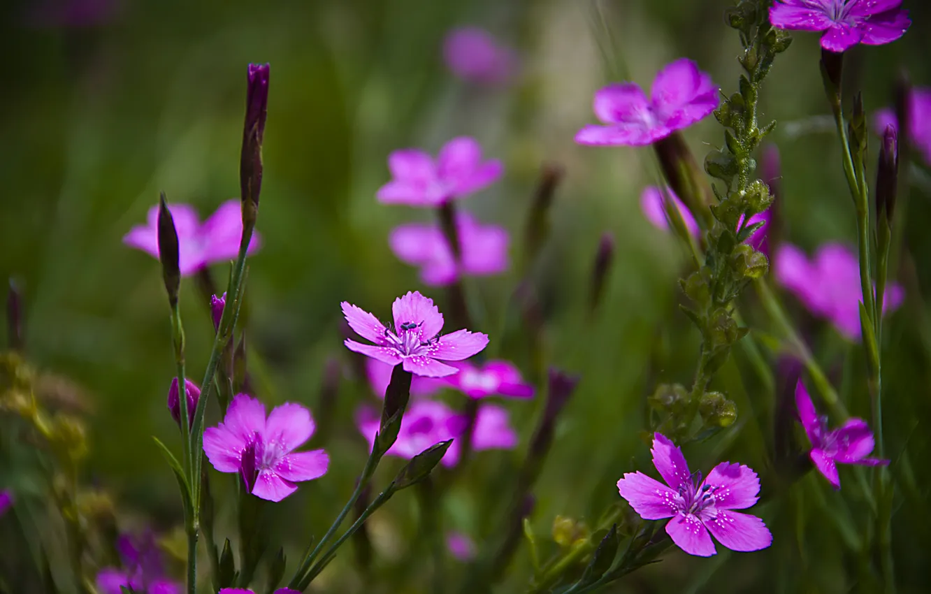 Photo wallpaper field, grass, flowers, petals, meadow