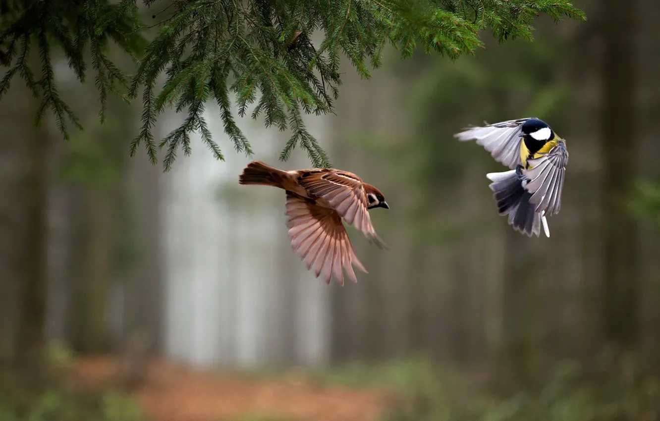 Photo wallpaper bird, pair, tit