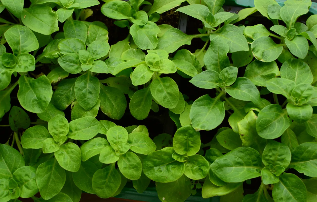 Photo wallpaper calm, green, plant herbs