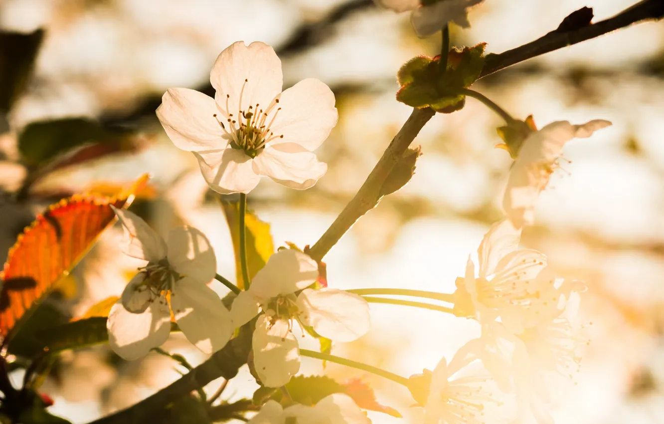 Photo wallpaper cherry, spring, garden