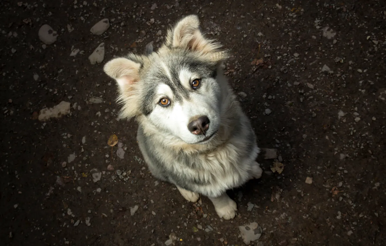 Photo wallpaper look, devotion, dog