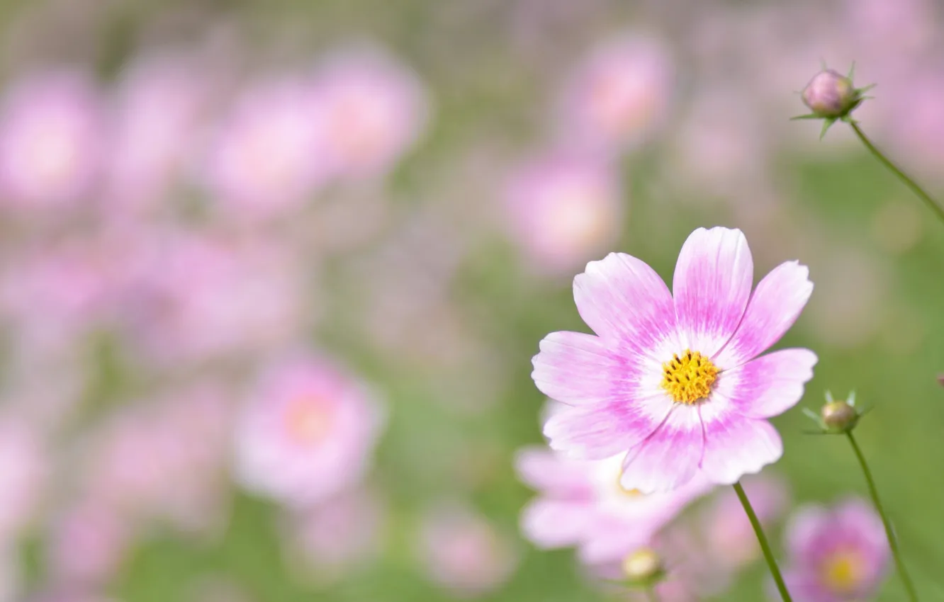 Photo wallpaper pink, flowers, kosmeya