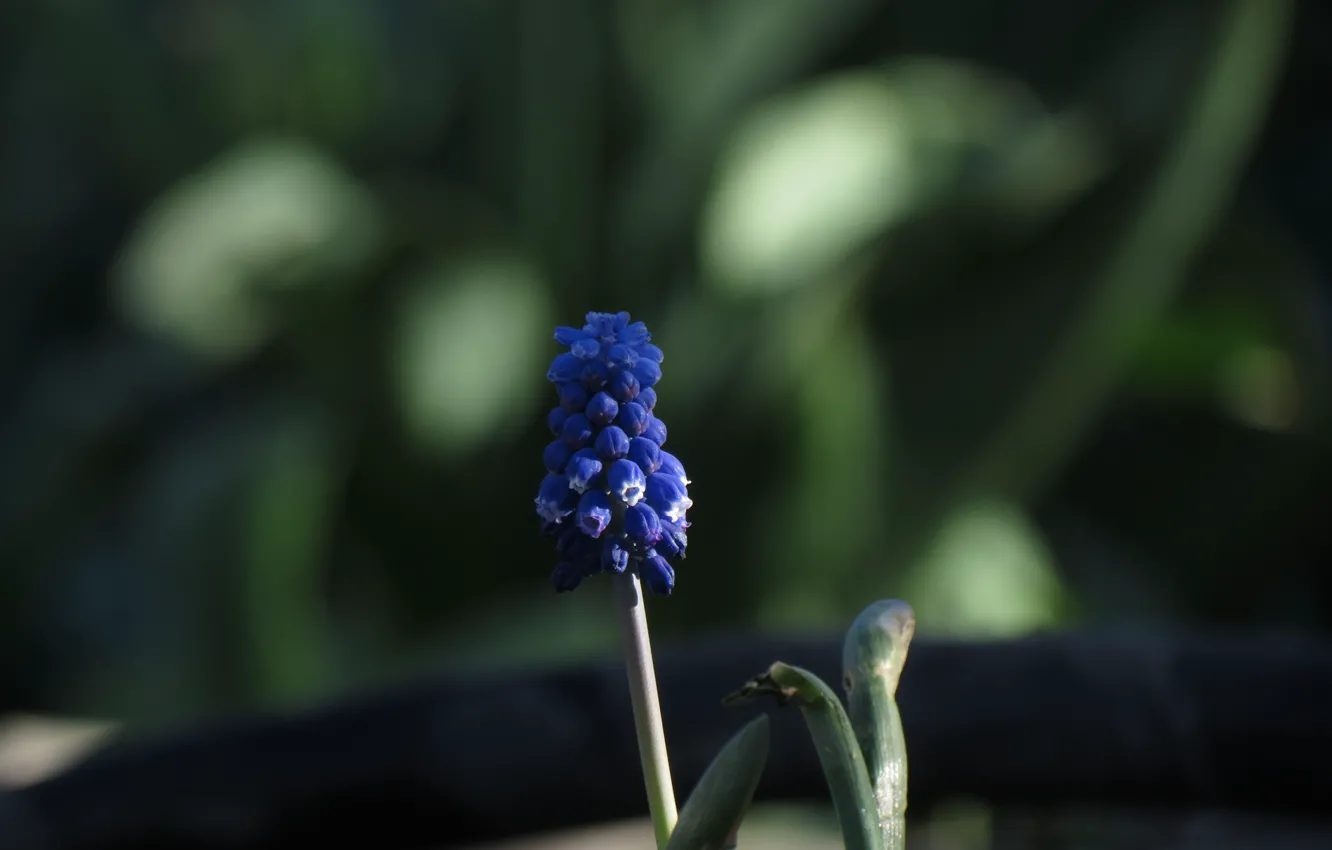 Photo wallpaper purple, flowers, spring, Muscari Armenian