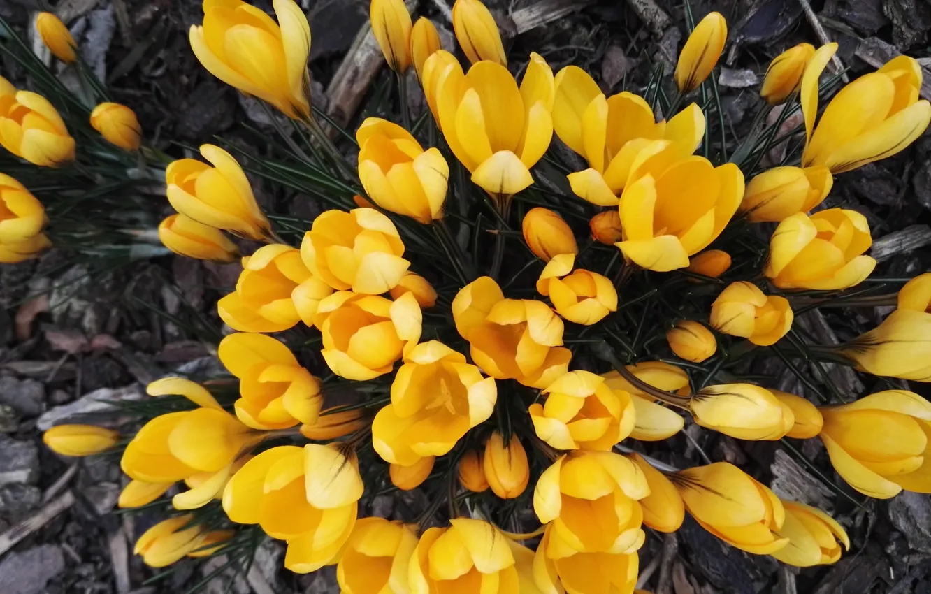 Photo wallpaper flowers, spring, crocuses, the view from the top, yellow