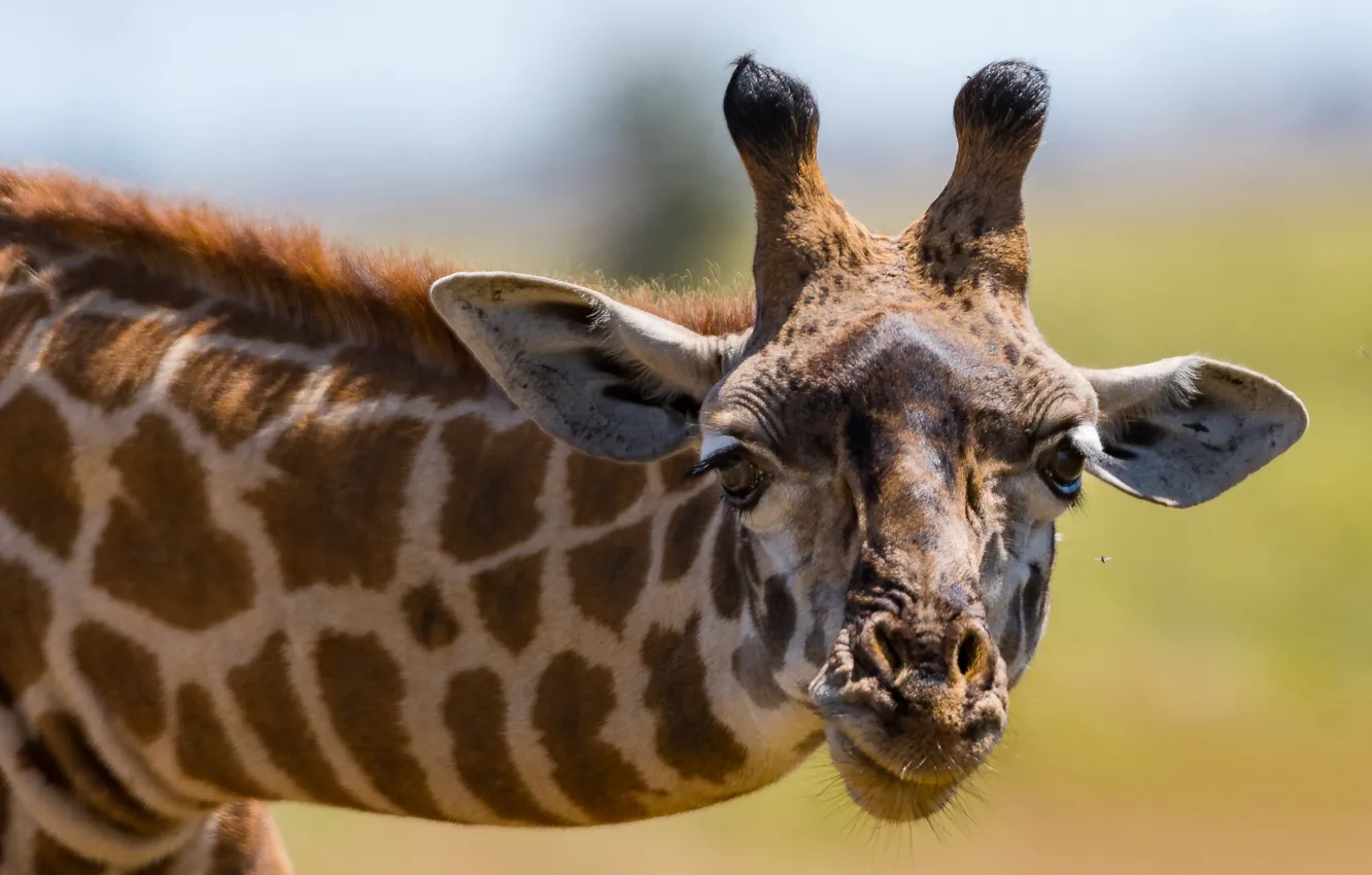 Photo wallpaper look, face, background, giraffe, neck, horns