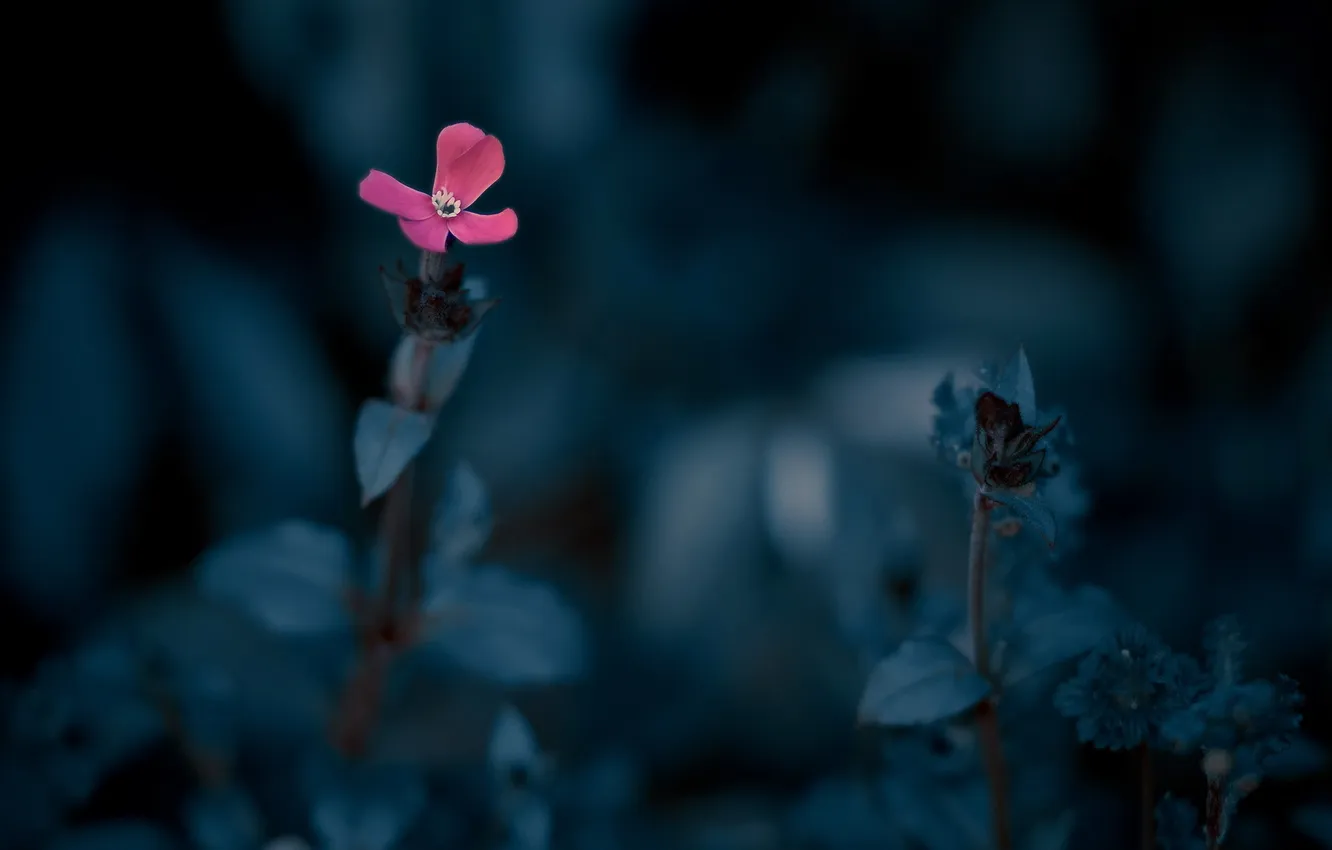 Photo wallpaper flowers, nature, background