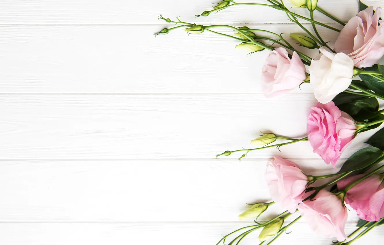 Photo wallpaper white, background, bouquet, eustoma, Olena Rudo