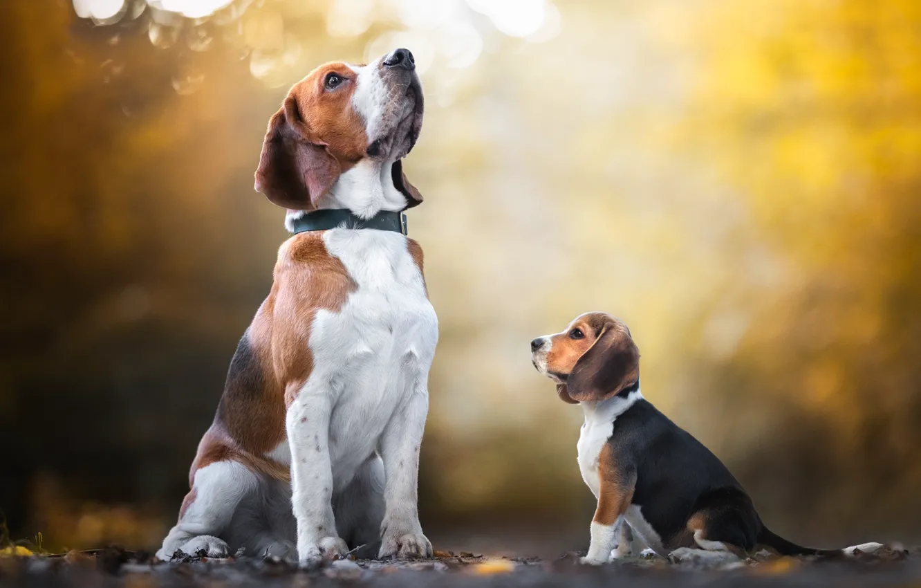Photo wallpaper dog, puppy, bokeh, Beagle