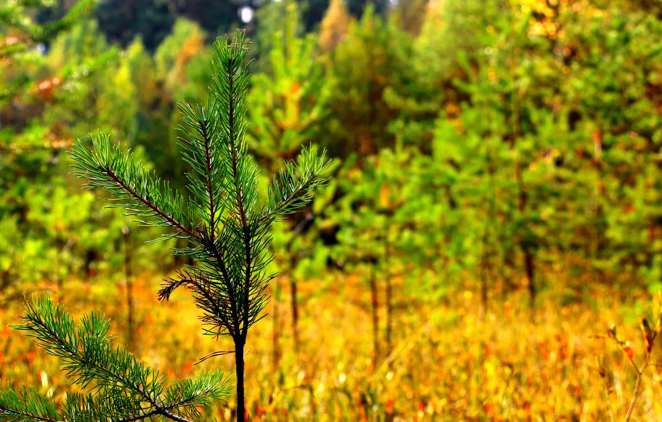 Photo wallpaper autumn, grass, spruce, branch, September, botolo