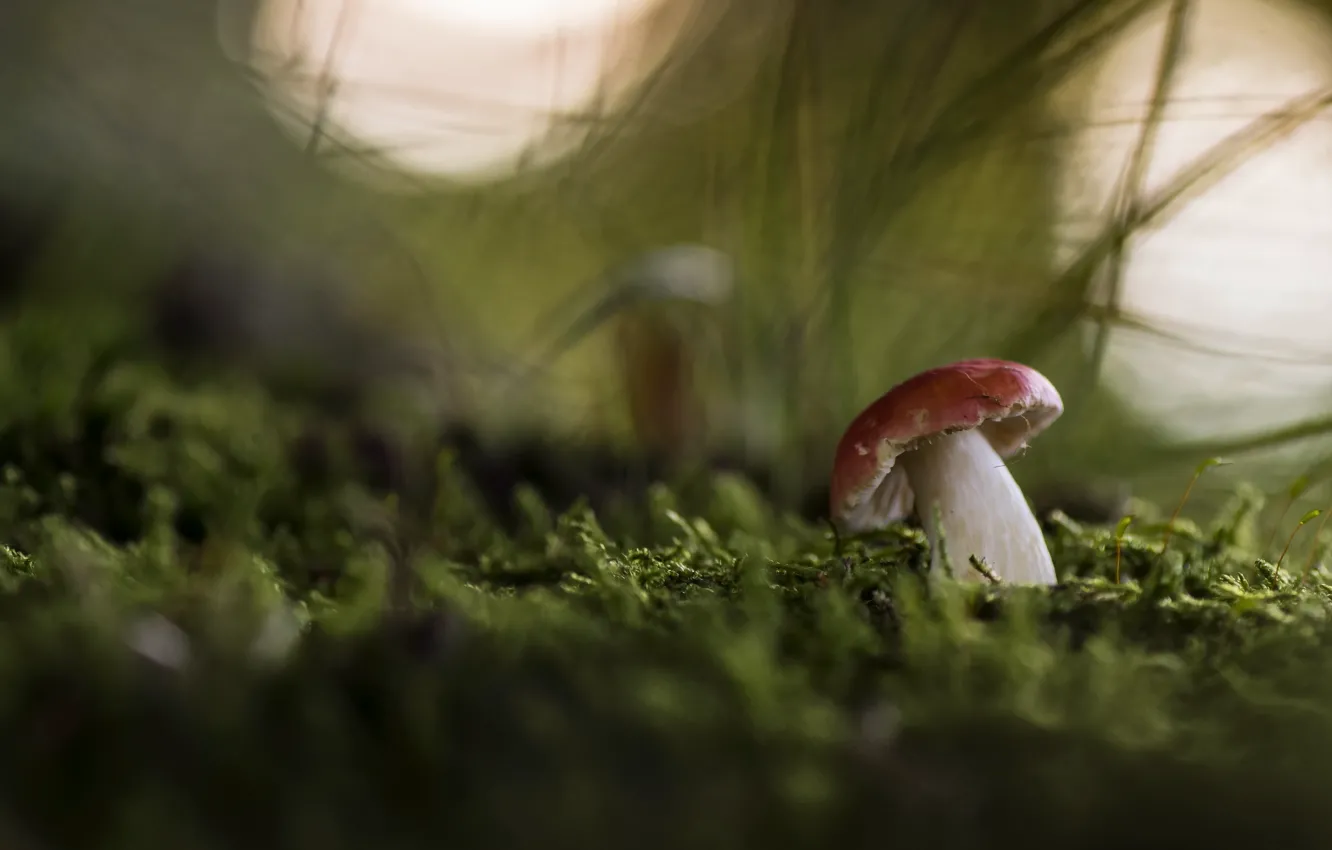 Photo wallpaper nature, background, mushroom