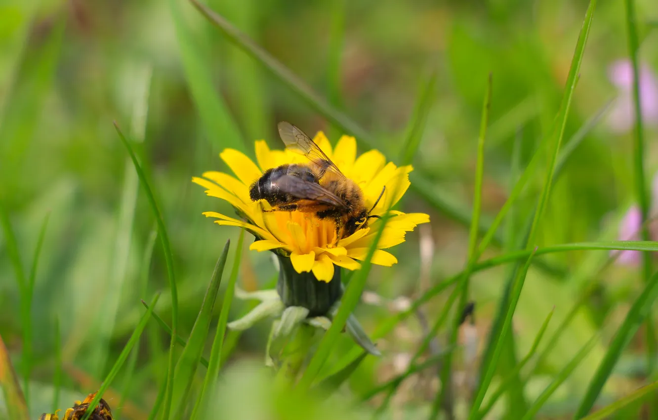 Photo wallpaper flower, insect, bee