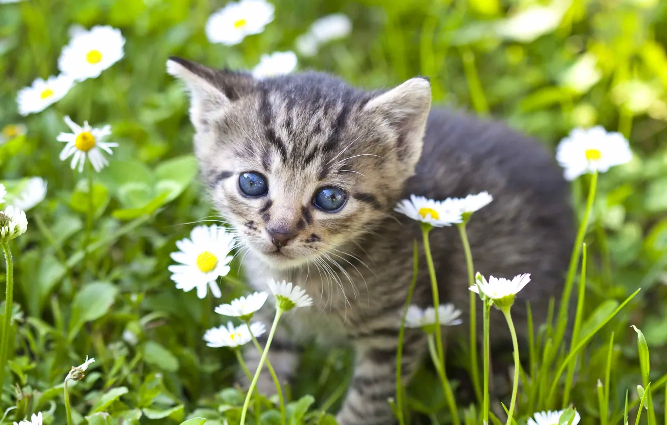 Photo wallpaper look, flowers, chamomile, baby, muzzle, kitty