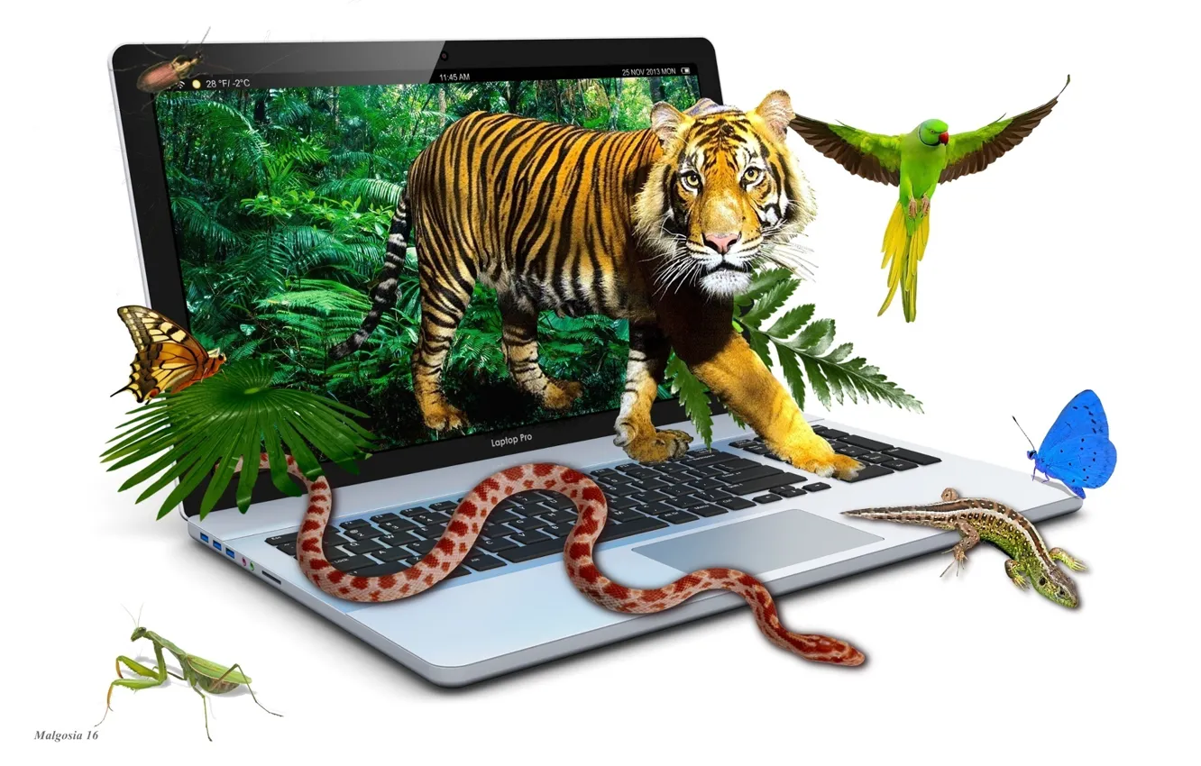 Photo wallpaper graphics, animals, jungle, tiger, funny, laptop