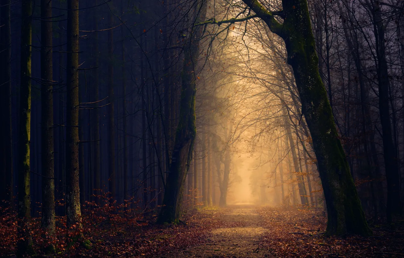 Photo wallpaper road, autumn, leaves, light, fog, Forest, twilight