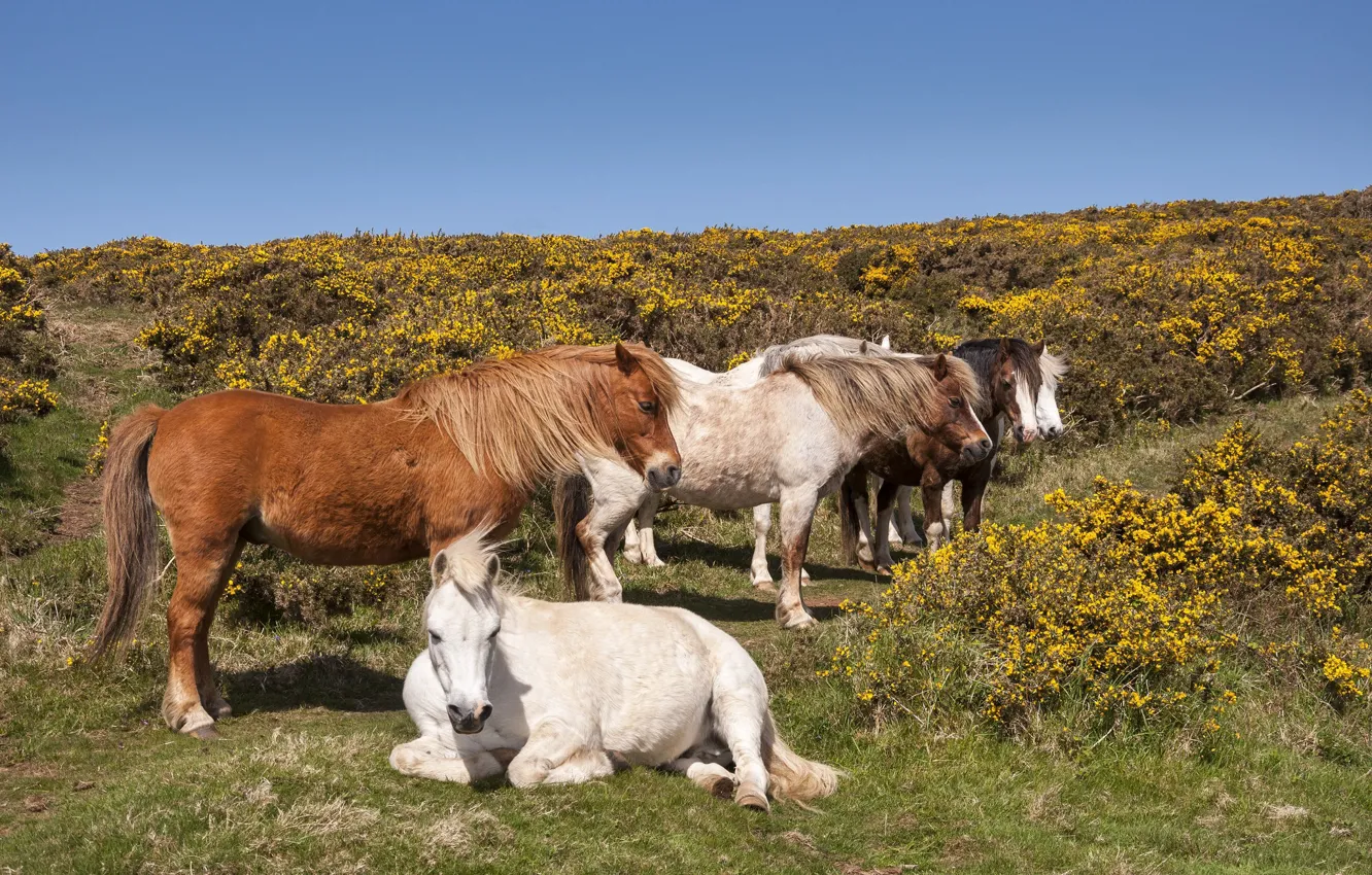 Photo wallpaper horse, family, the herd