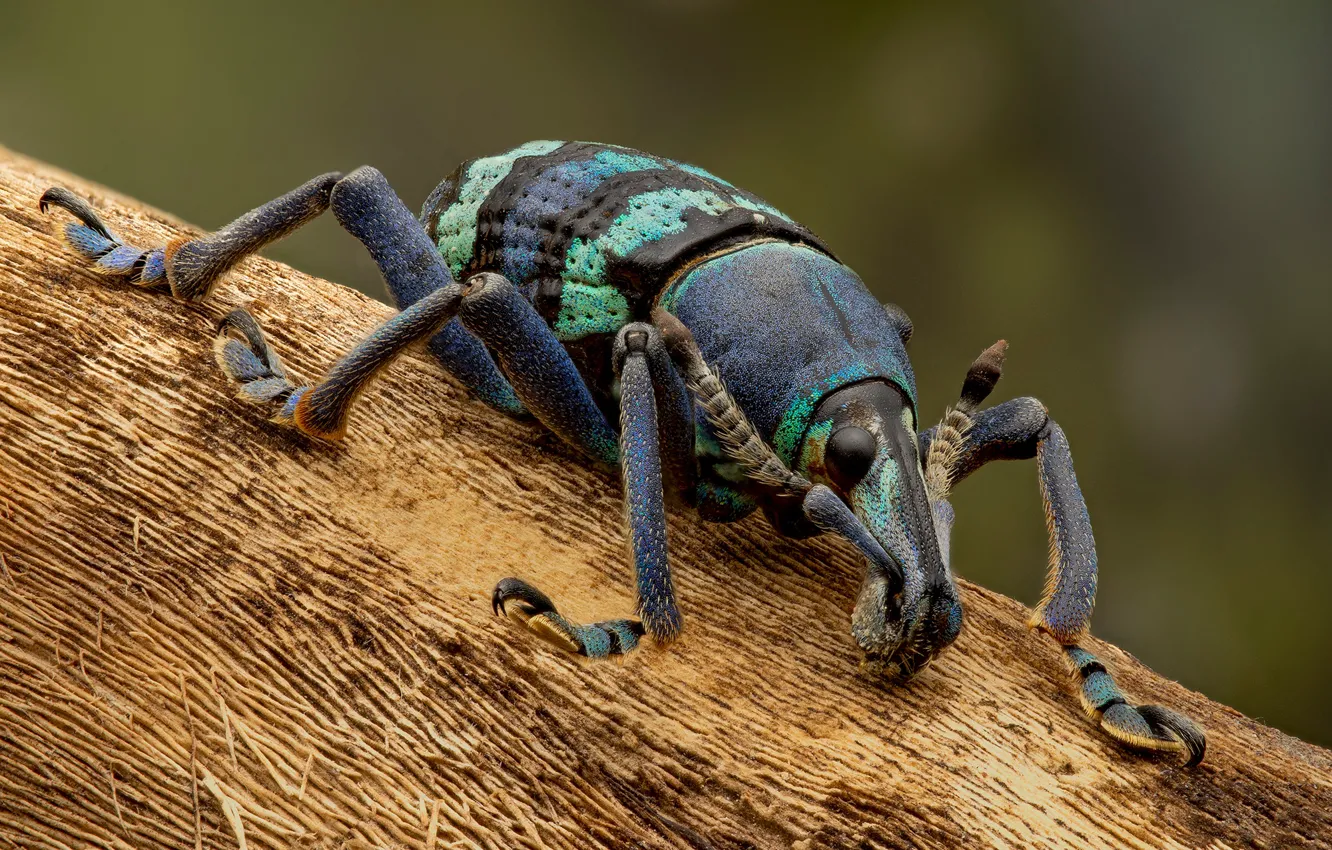 Photo wallpaper macro, background, beetle, insect, bark, weevil