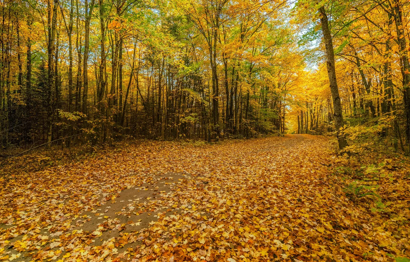 Photo wallpaper road, autumn, forest, trees, foliage, Golden autumn, autumn leaves