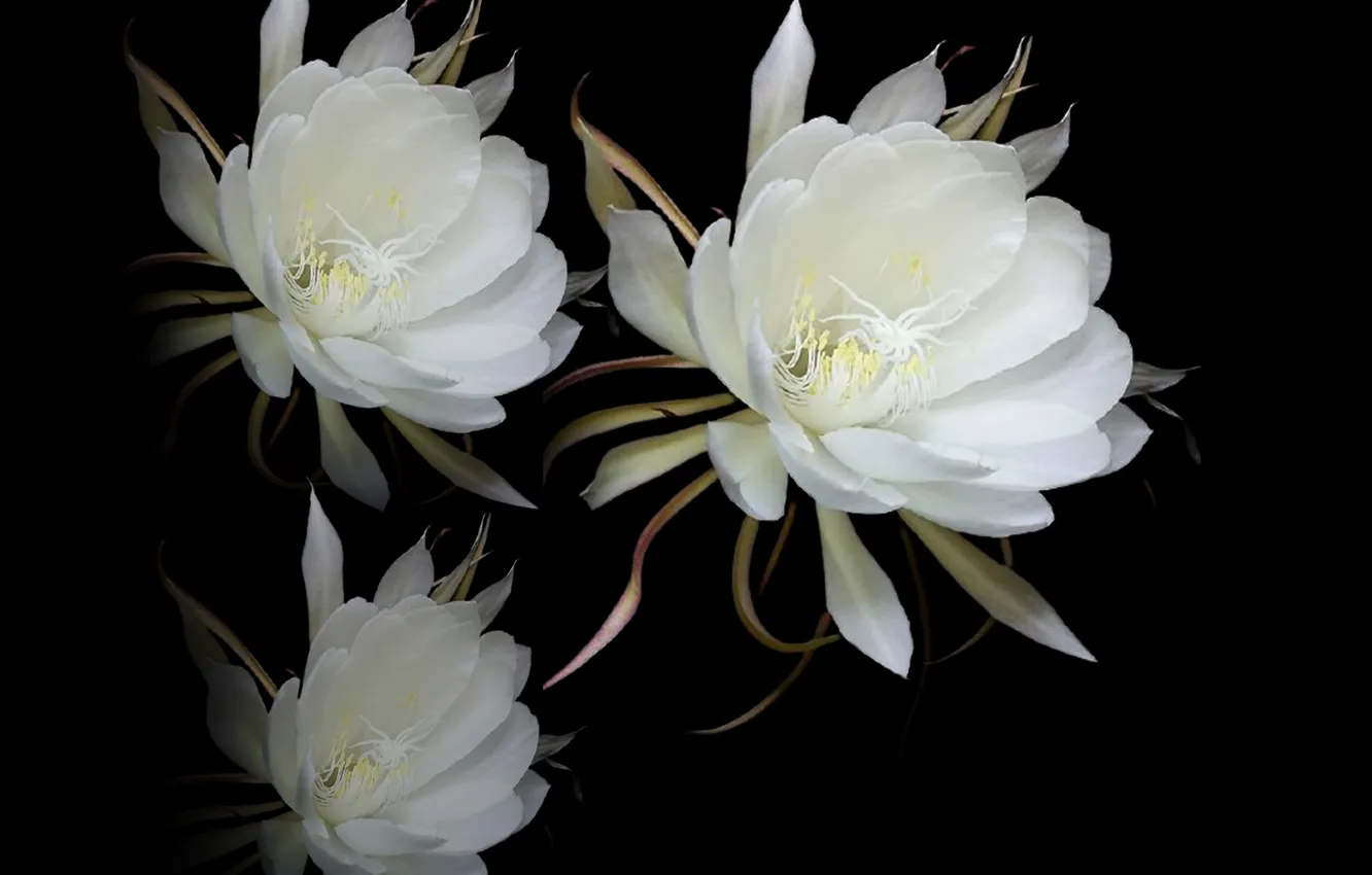 Photo wallpaper flowers, plant, petals, pistils, stambs, bloosson