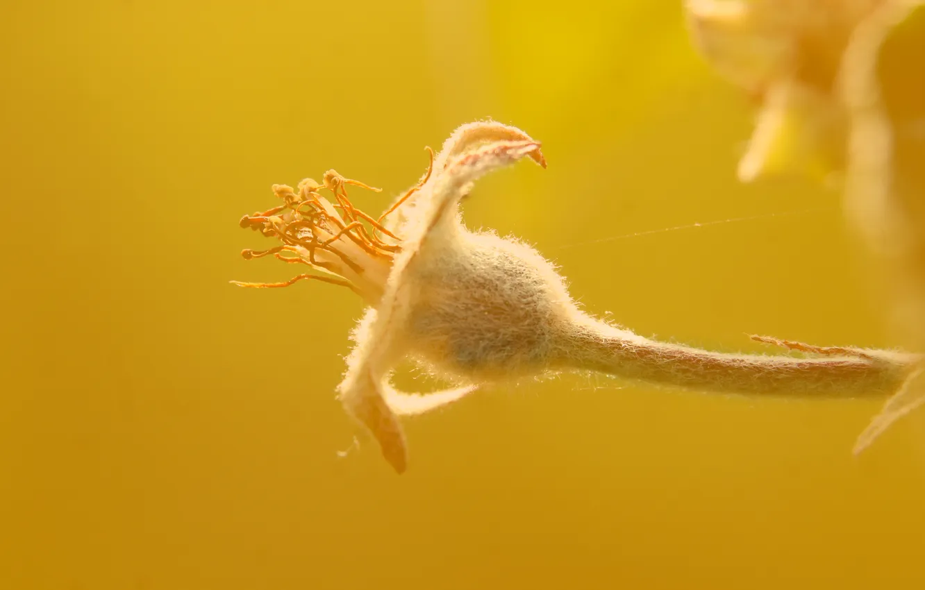 Photo wallpaper fruit, plant, twig