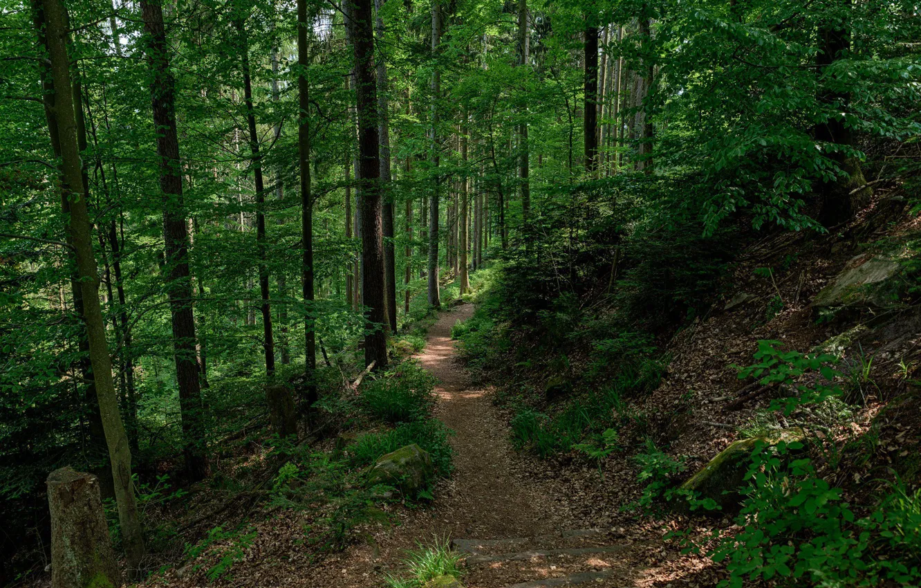 Photo wallpaper forest, trees, nature, path