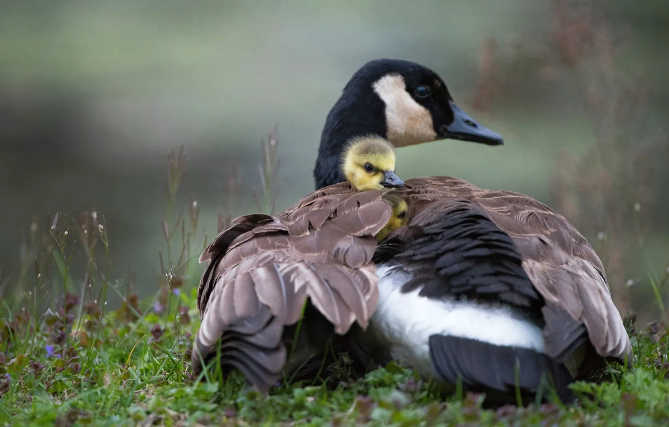 Photo wallpaper bird, glade, duck, spring, baby, duck, Chicks, geese