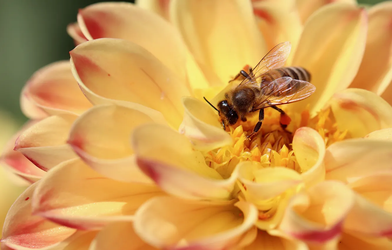 Photo wallpaper flowers, orange, bee, dahlias