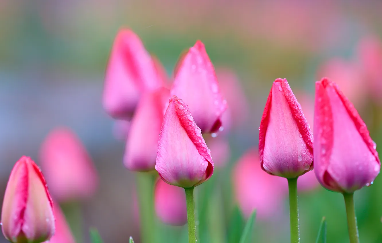 Photo wallpaper flowers, spring, tulips, gentle, pink, buds, flowerbed, bokeh