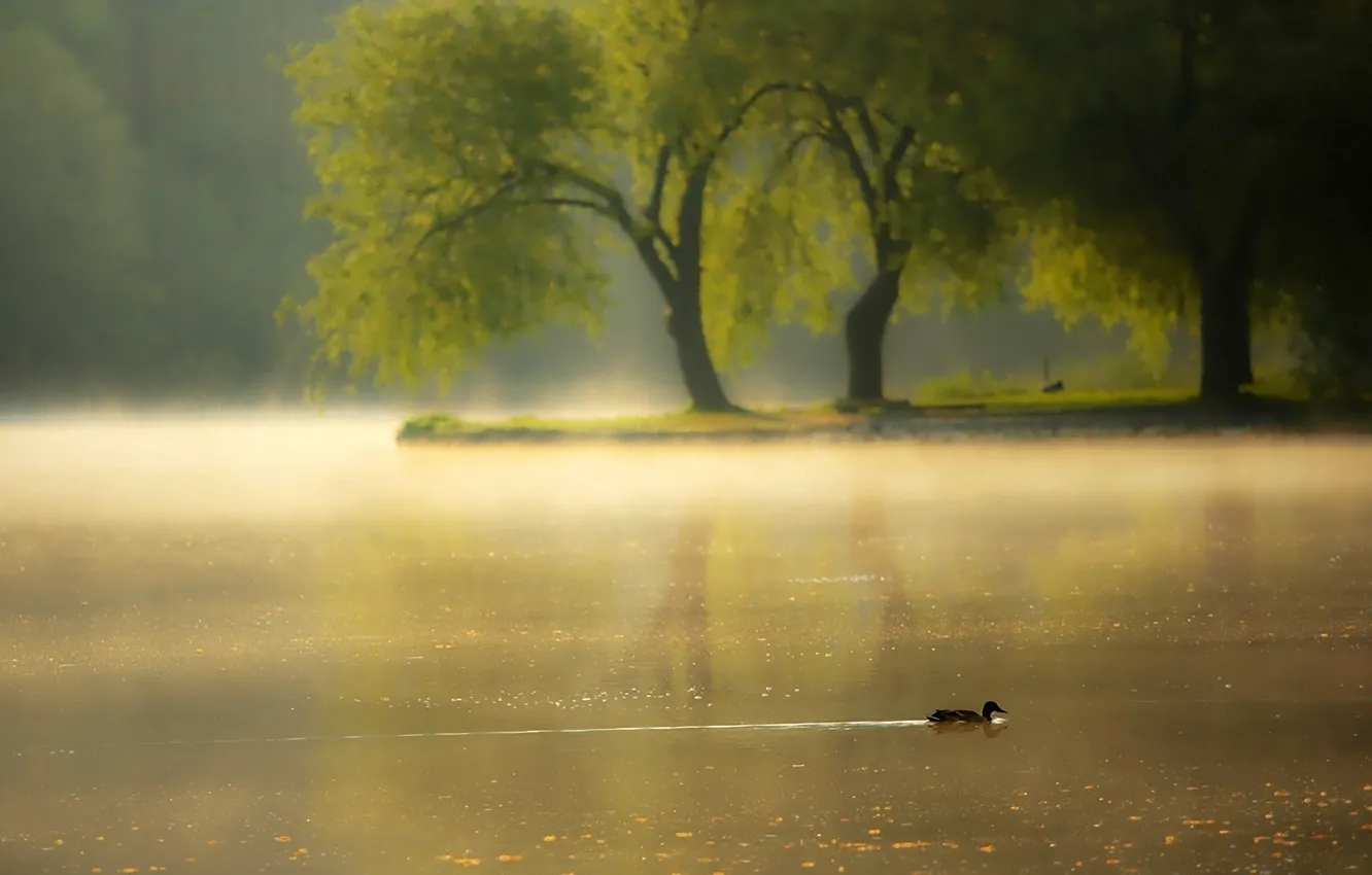 Photo wallpaper fog, river, morning, duck
