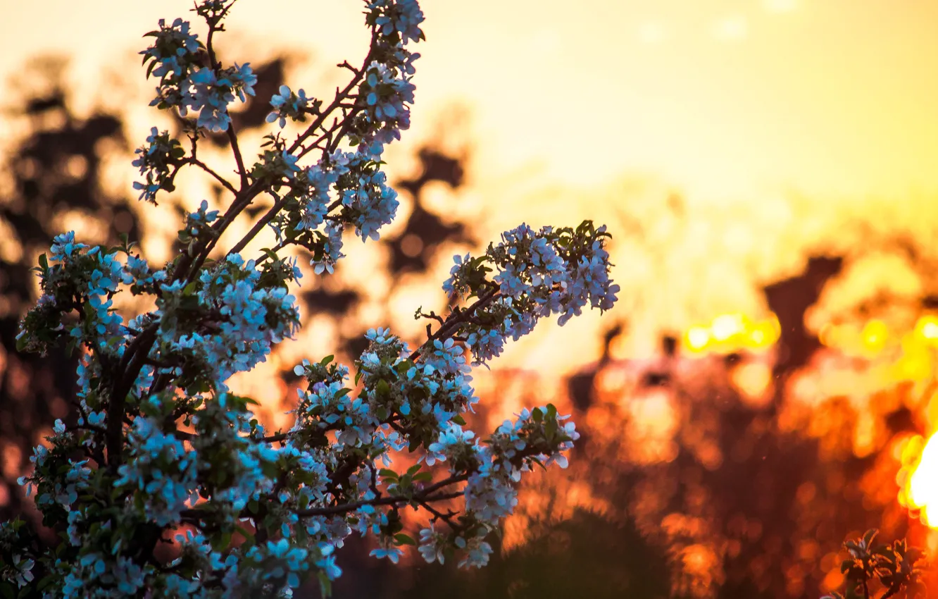 Photo wallpaper trees, sunset, nature, cherry, village