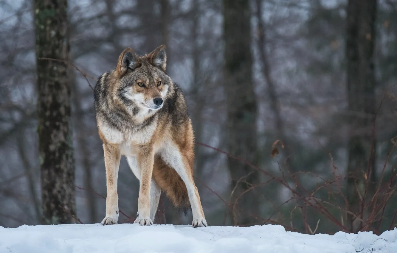 Photo wallpaper pose, wolf, predator, attention, alertness