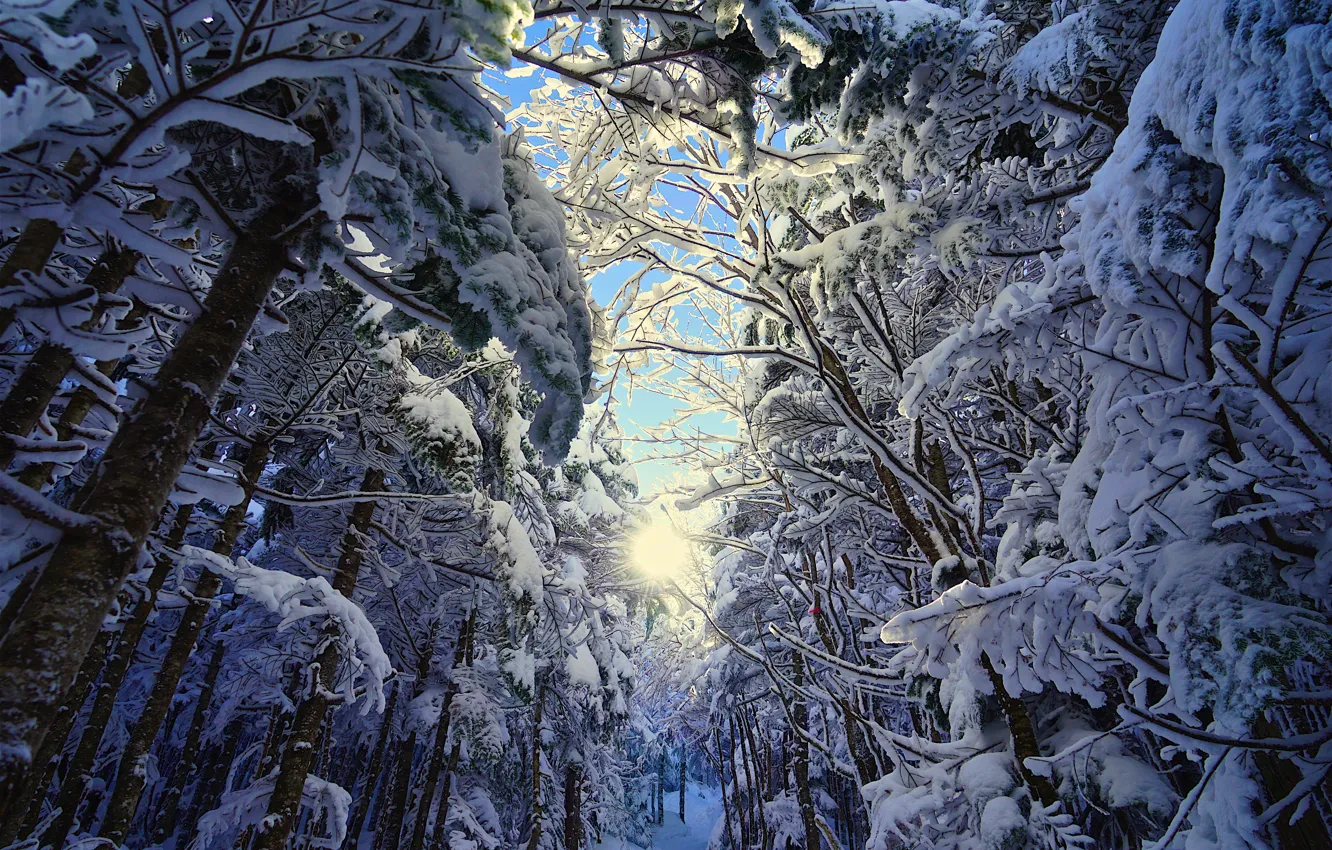 Photo wallpaper winter, frost, forest, the sky, the sun, light, snow, branches