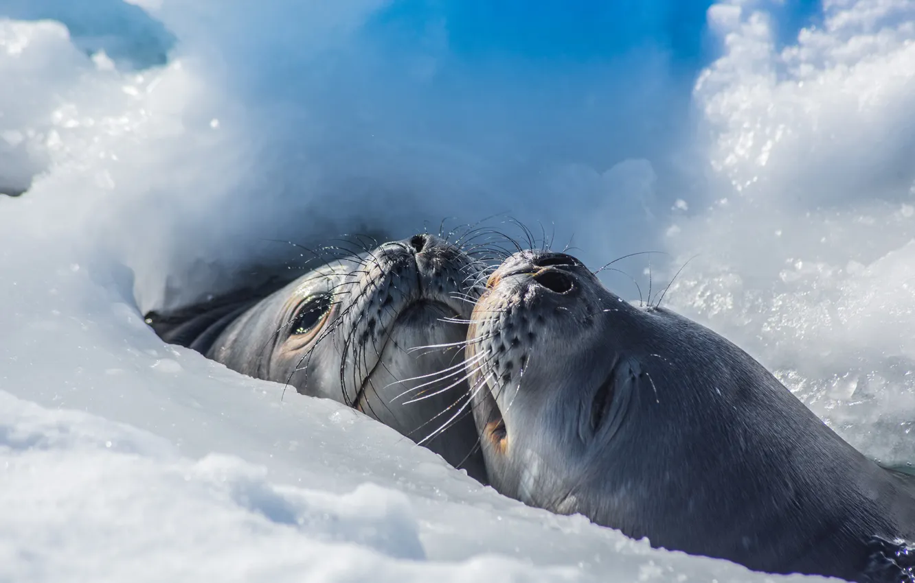 Photo wallpaper ice, winter, snow, seal, spout, face, a couple