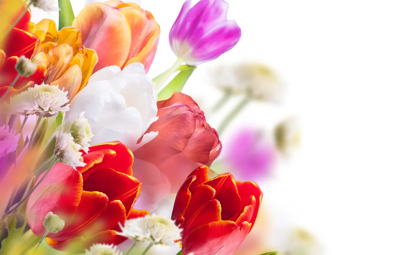 Photo wallpaper flowers, bouquet, tulips