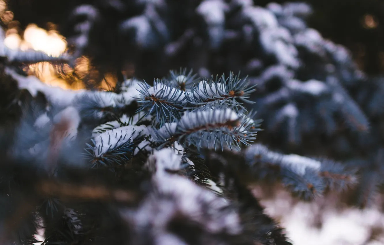 Photo wallpaper winter, snow, needles, tree