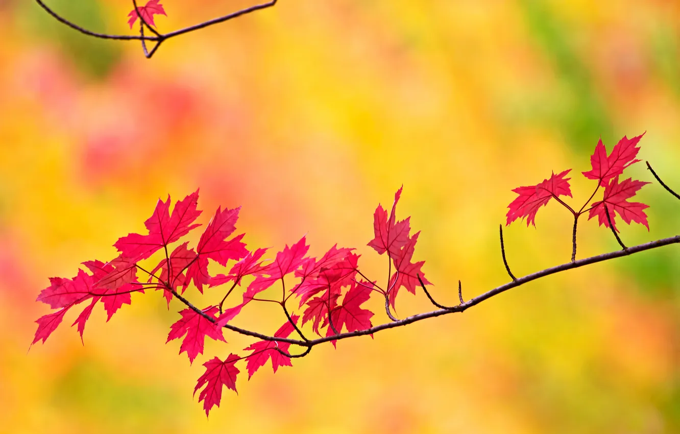 Photo wallpaper autumn, leaves, branches, nature, maple