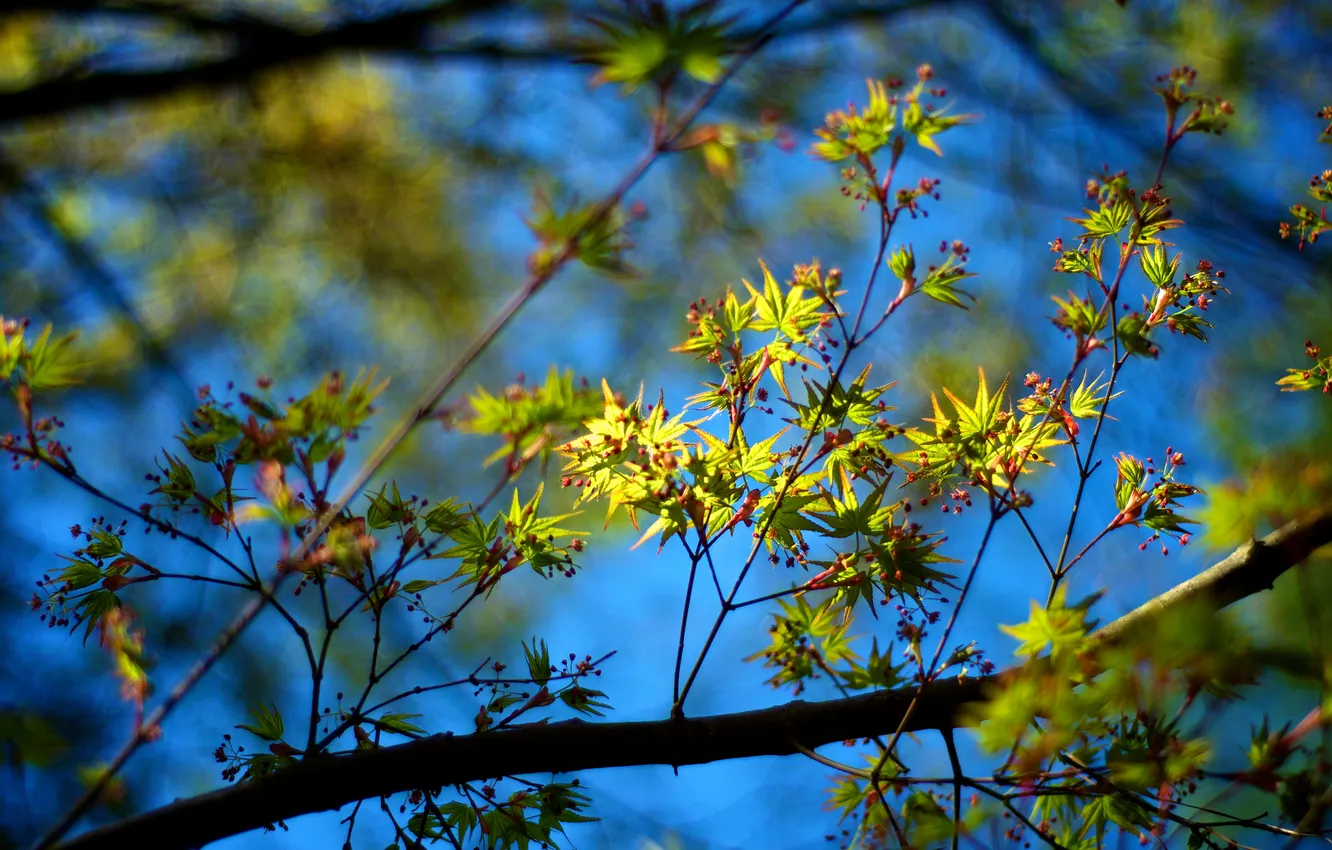 Photo wallpaper leaves, color, the sun, light, nature, branch, Wallpaper, plants
