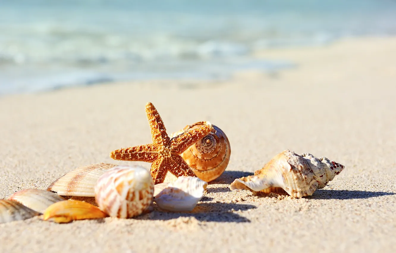 Photo wallpaper sand, sea, beach, shore, shell, summer, beach, sea