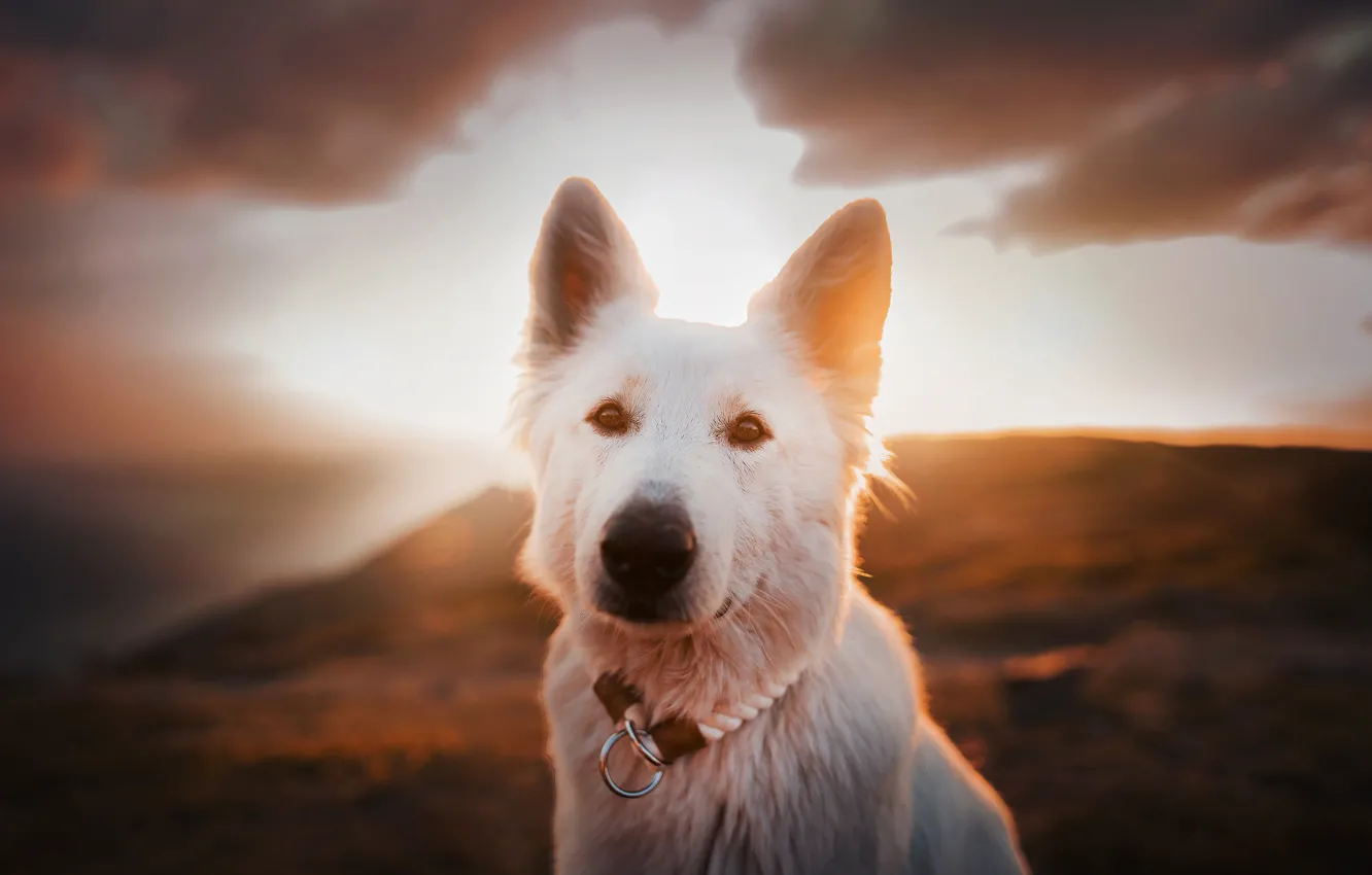 Photo wallpaper look, face, sunset, dog, The white Swiss shepherd dog