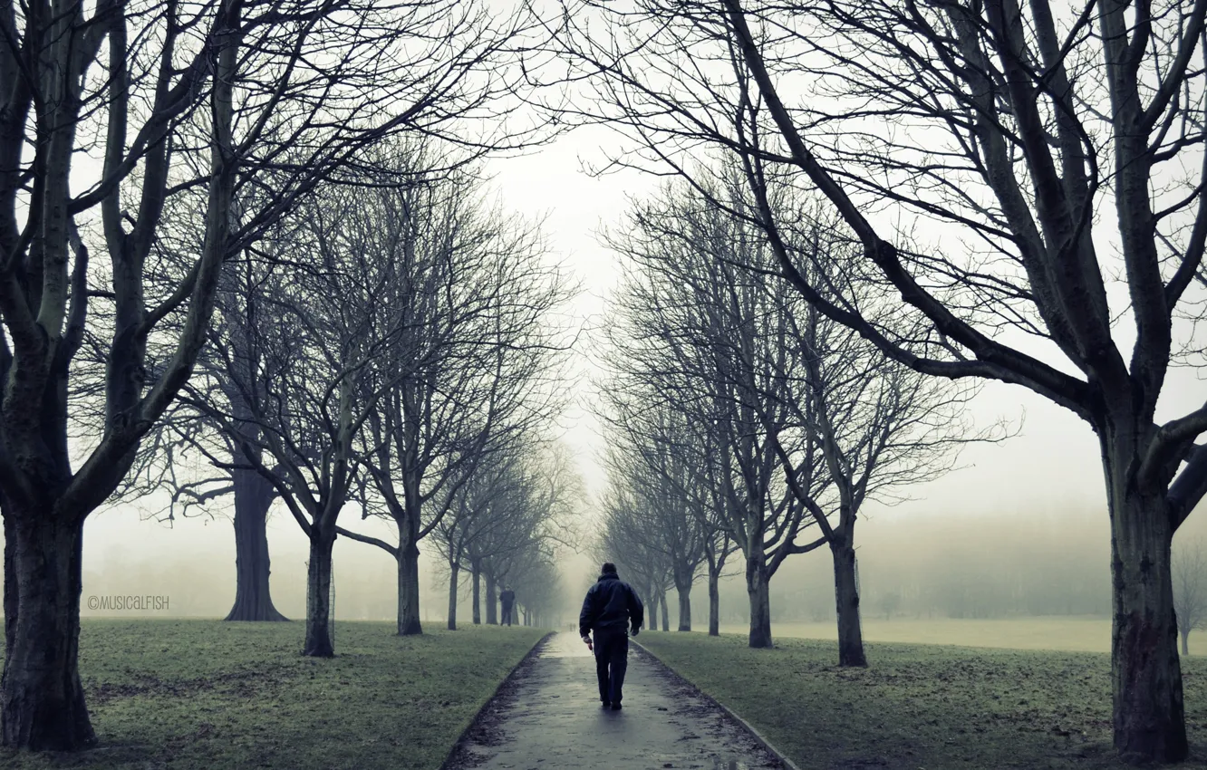 Photo wallpaper road, autumn, trees, fog, Park, loneliness, mood, branch