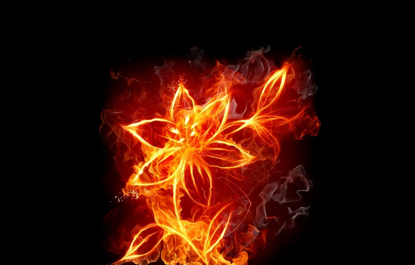 Photo wallpaper flower, dark, burns