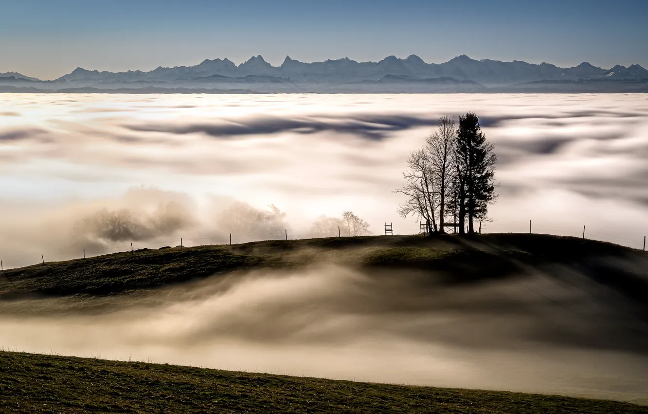 Photo wallpaper trees, mountains, fog