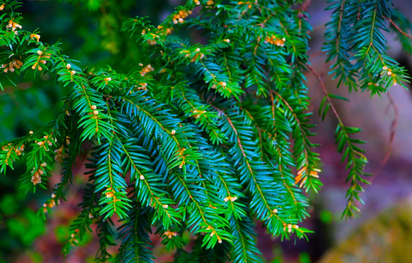 Photo wallpaper green, tree, twig, coniferous